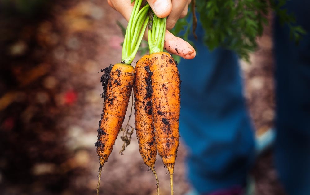 Dirt on carrots from healthy soil